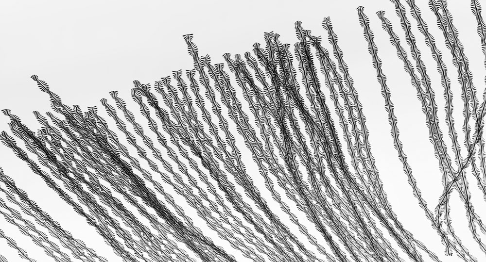 Xavi Bou’s “Ornithographies”