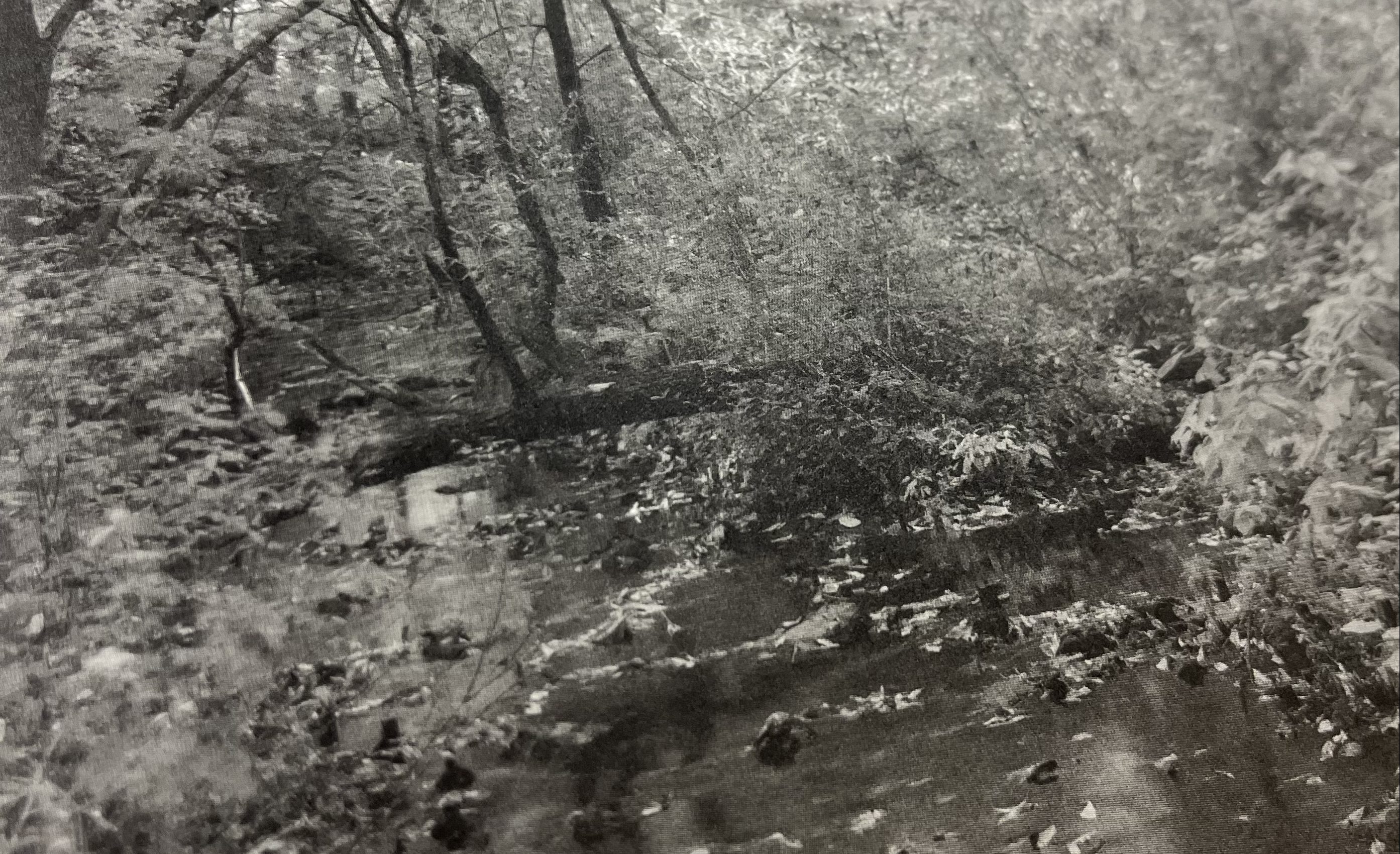 Langour by Donavon Smallwood